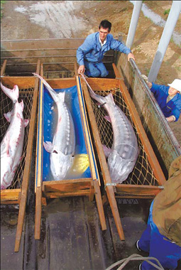 Caviar hunters push ancientsturgeon to extinction's edge