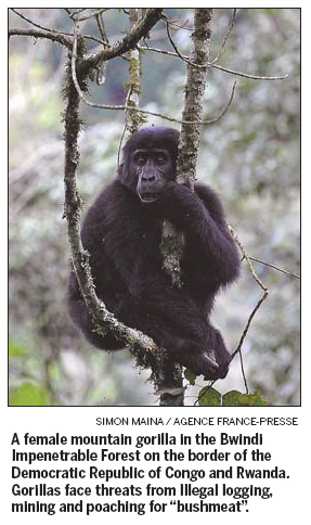 Africa's gorillas face bleak future: report