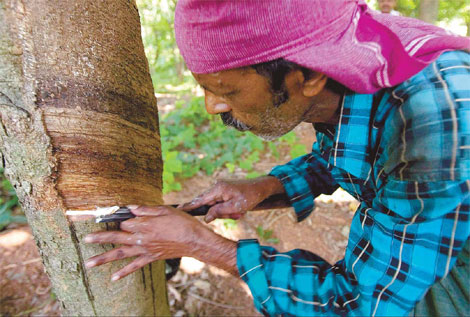 Drought takes bounce off rubber growers