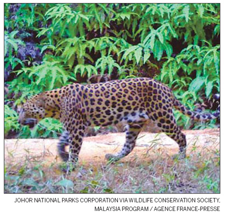 First photos of elusive Malaysian leopard