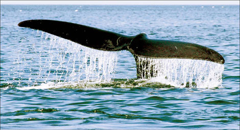 Whale poop may assist oceans in absorbing CO2
