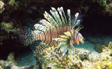 Fighting an ocean plague, one tasty forkful at a time