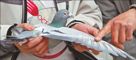 Raising pigeons a lifelong pursuit