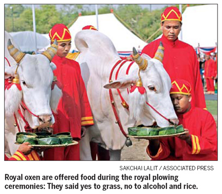Thai sacred oxen forecast bounty