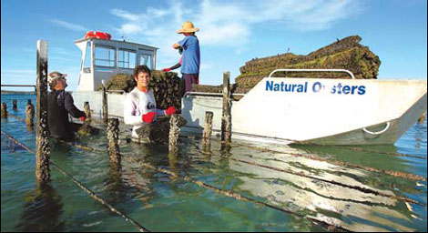 Oysters au naturel Down Under