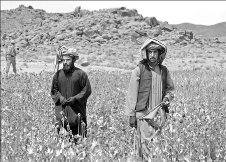 What's wrong with the poppies?