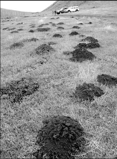 Burrowing rats ruin pastures in Inner Mongolia