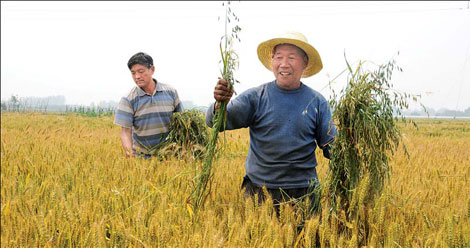 Uptrend seen in summer grain output