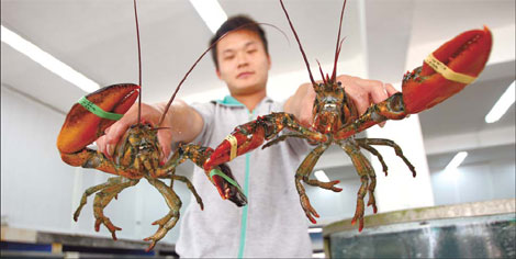 Canadian lobsters sink their claws into Beijing