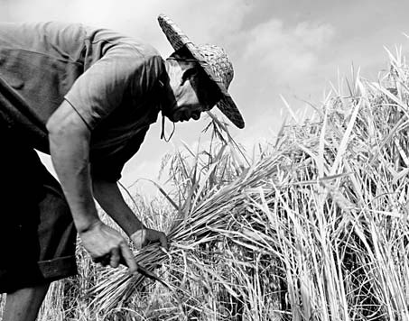 Despite natural disasters, grain harvest looks good