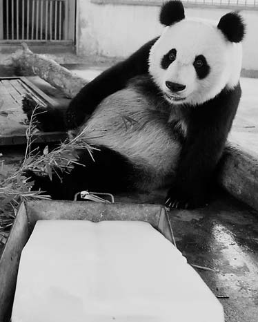 Zoo death sparks rising animal welfare concerns