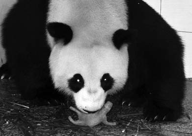 Scientist on mission to clone endangered pandas