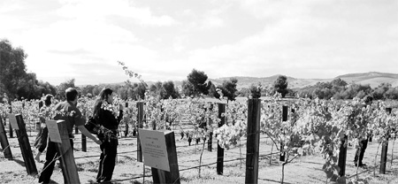 Beautiful barossa