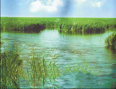 Huanghua Port aims to become nation's transportation hub