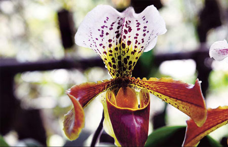 Icing orchids could save species