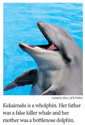 Of zorses, wholphins and ligers