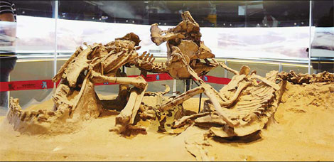 Mongolian dinosaurs magnetize masses