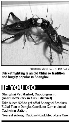 Crickets matches in old markets