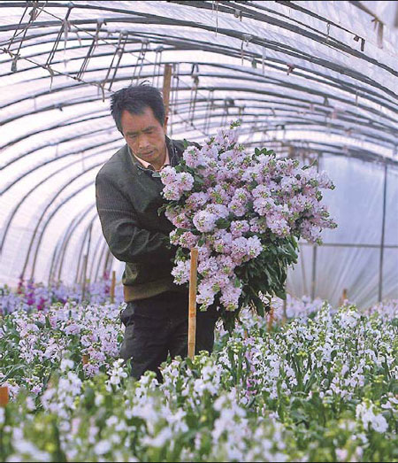 Carnations by the kilo
