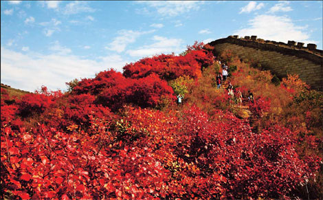 Smoke bush lights up the capital in seasonal scarlet