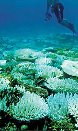 Scientists say Asia's corals hit by die-out