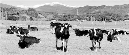 Fonterra invests $30m in Hebei dairy farm