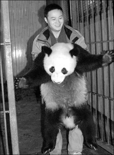 Panda power arrives in time for Asian Games