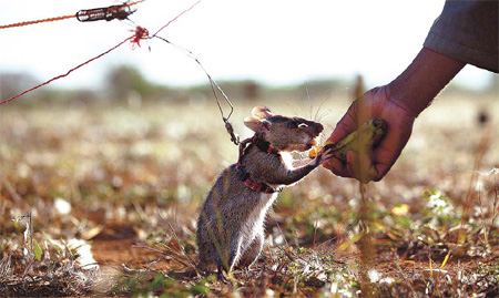 Sniffer 'hero rats' saving lives
