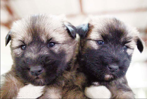 Sapsaree dogs bounce back from the brink of extinction