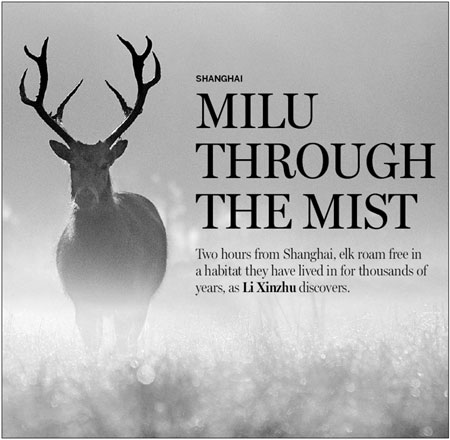 Milu Through The Mist