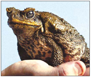 Charity turns cane toad pest into princely footwear