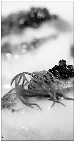 Tinsel-edged haute cuisine