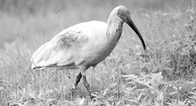 Ibis population is under threat on multiple fronts
