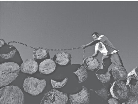 Zapotec Indians are growing a forest while harvesting jobs