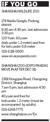 Some of Expo's star pandas linger around