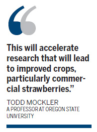 Gene codes cracked for chocolate and the wild strawberry