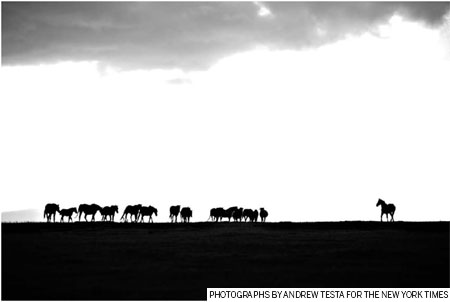 Ireland's financial distress pushes horses out to die