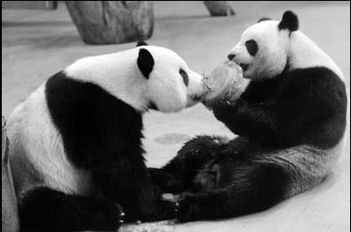After nature fails, experts try artificial insemination of female giant panda