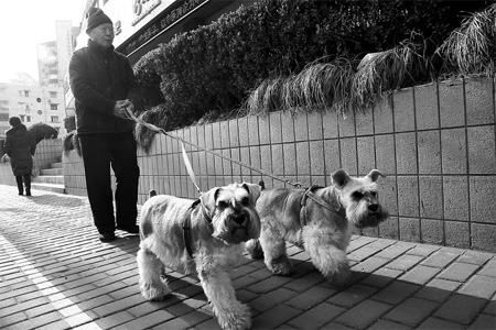 Households restricted to having one, licensed pet