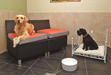 Dogs get chance to live in lap of luxury