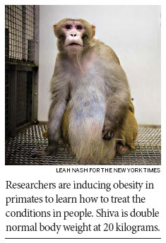 Fat monkeys might help fight human obesity