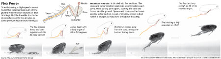 Caught on camera: fleas' spectacular leaps