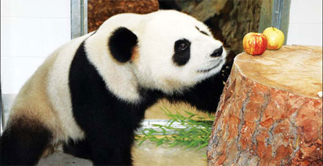 Chengdu 'pandas' to worldwide audience