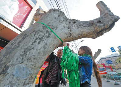 Fate of Nanjing's trees firmly rooted among the public