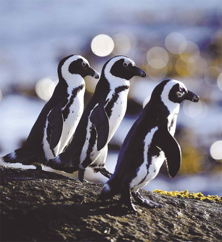 opular South African penguin edging closer to extinction