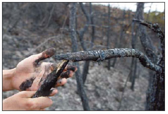 Great Wall forests scorched in blaze