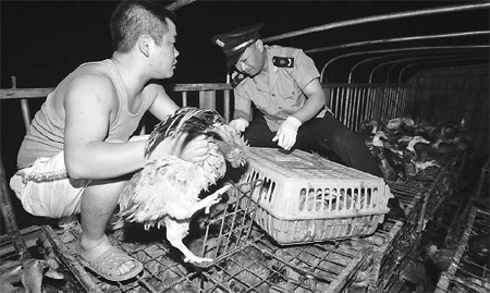 Chickens fed powder to add weight