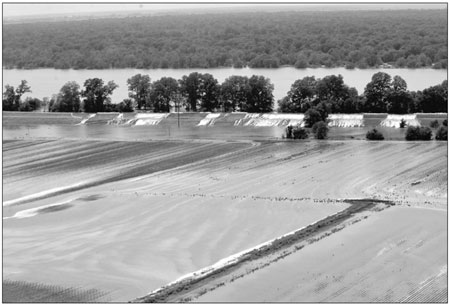 Mississippi River flows over levee, flooding crops
