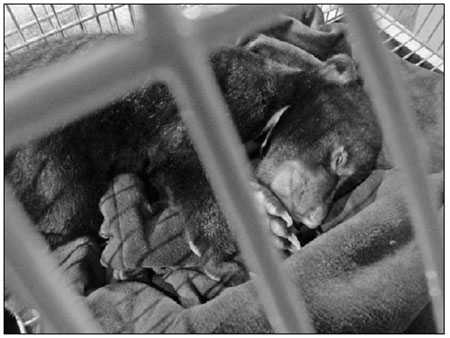 Baby leopards, bear found in bags at Thai airport