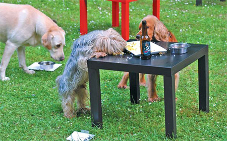 Table for four legs? Dogs wine and dine at Belgium bar